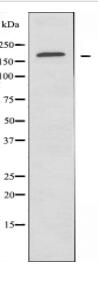 LAMC1 Antibody