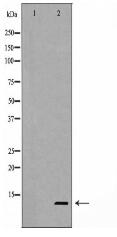 Caspase 9 (Cleaved-Asp353) Antibody