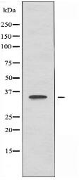 OR52E4 Antibody