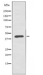 POLDIP3 Antibody