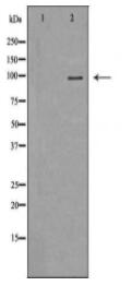MVP Antibody