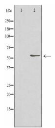 KLF11 Antibody