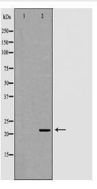 NTF4 Antibody