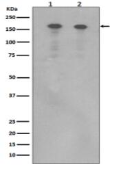 ErbB (HER4) Antibody