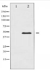 PTP1B Antibody