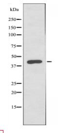 LASS4 Antibody