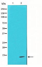 Cytochrome c Antibody