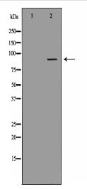 HSP90AA1 Antibody