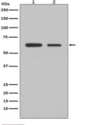 Smad2 Antibody