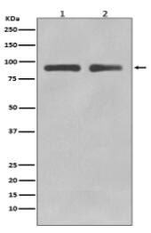 FoxO3a Antibody