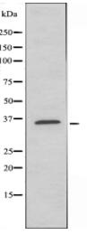 LSP1 Antibody