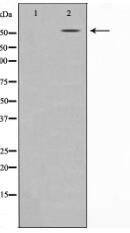 p300 Antibody