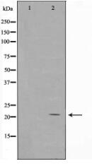 Histone H1 Antibody