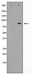 STAT1 Antibody