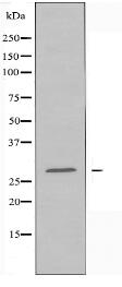 PEX11B Antibody