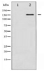 Bcr Antibody