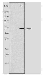 NRXN3 Antibody