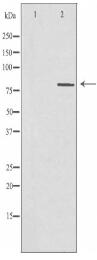 PNN Antibody