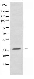 TNFRSF9 Antibody