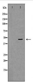 PGK1 Antibody