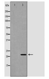 PRDX1 Antibody