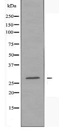 OR5D3 Antibody