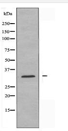 RPS8 Antibody