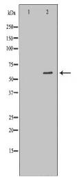 PDE1B Antibody