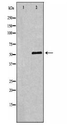 TFEB Antibody