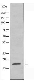 RPS15 Antibody