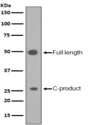 Sonic Hedgehog Antibody