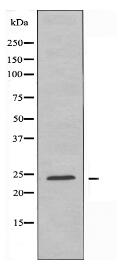 PGRMC2 Antibody