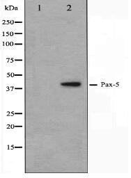 Pax-5 Antibody