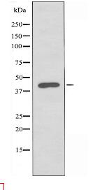 KCNK15 Antibody