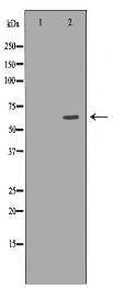 PRDM14 Antibody