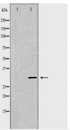 PRDX4 Antibody