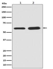 Phospho-Smad5 (S463/465) Antibody