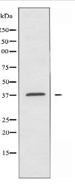 OR10H3/10H4 Antibody