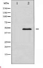 Adrenergic Receptor beta2 Antibody