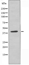 OR6J1 Antibody