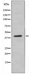 KCNK17 Antibody