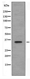 OR9A2 Antibody