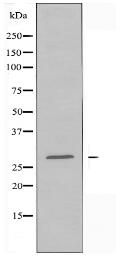 NKX26 Antibody