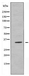 OR13G1 Antibody