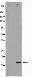 NPC2 Antibody