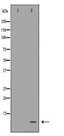 TFF3 Antibody