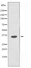 OR5A2 Antibody