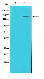 eNOS Antibody