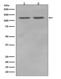 RNF20 Antibody