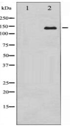 Abl Antibody